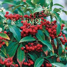 չ滮