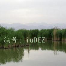 ʵ¼